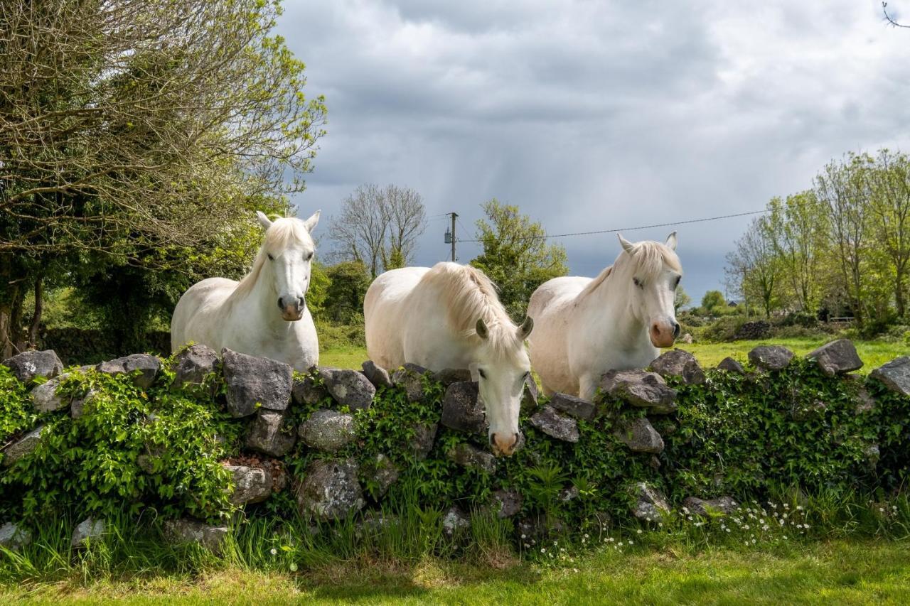 Luxury Apartment, Bed And Breakfast Galway Exteriér fotografie